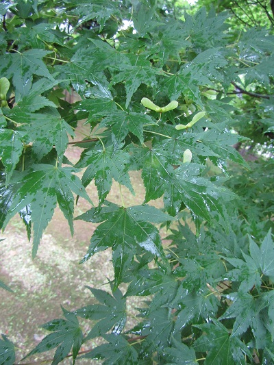 w004445gakkoumati4-1
