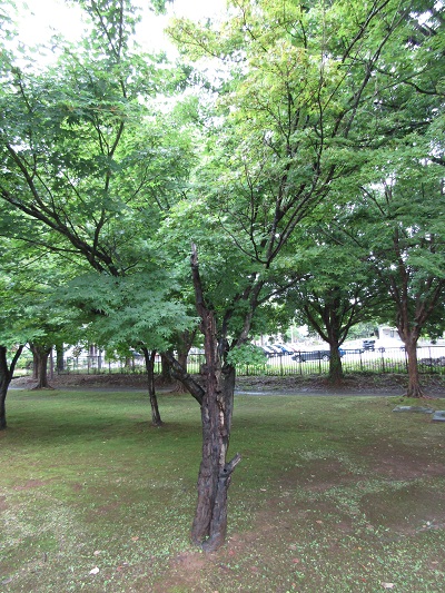 w004445gakkoumati4
