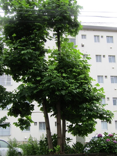 w004445gakkoumati5