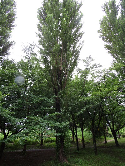 w004445gakkoumati6