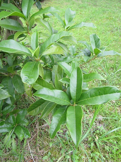 w004445gakkoumati7-1