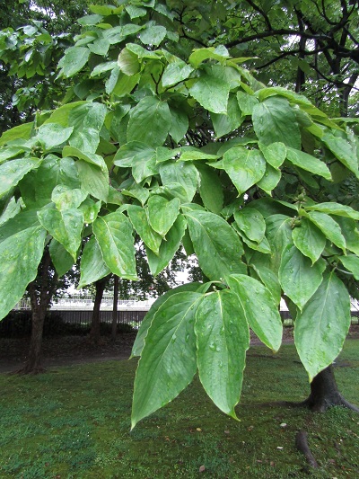 w004445gakkoumati8-1