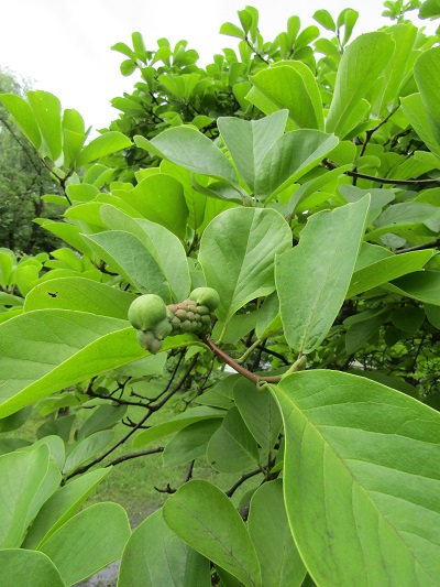 w004445gakkoumati9-1