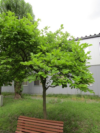 w004445gakkoumati9
