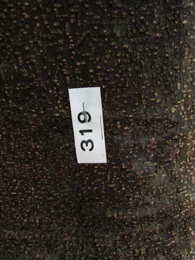 w004445kaname25-2