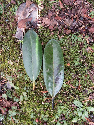 w004445muikaiti-1