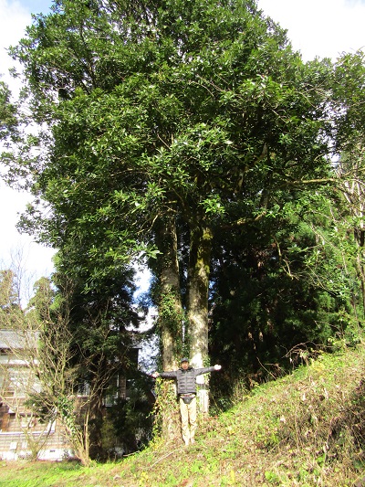 w004445muikaiti