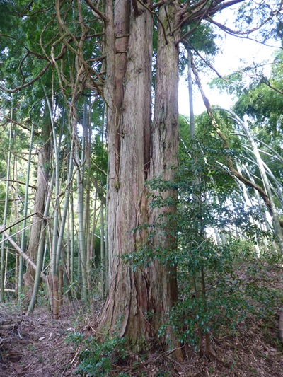 w004445oozumi1