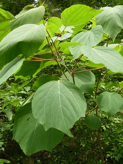 w004445oyama100