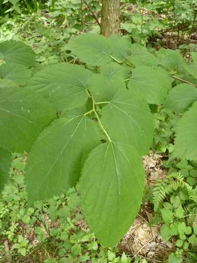 w004445oyama101