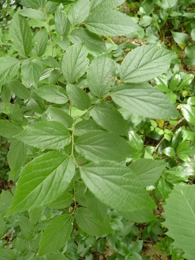 w004445oyama103
