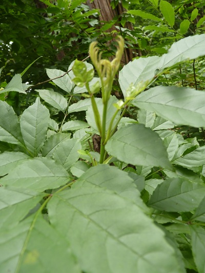 w004445oyama104