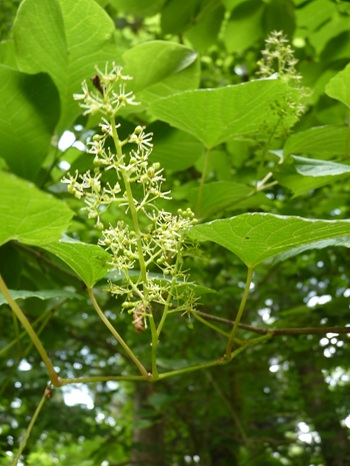 w004445oyama106-1