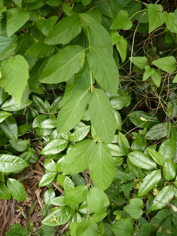 w004445oyama107-2