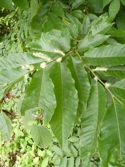 w004445oyama108