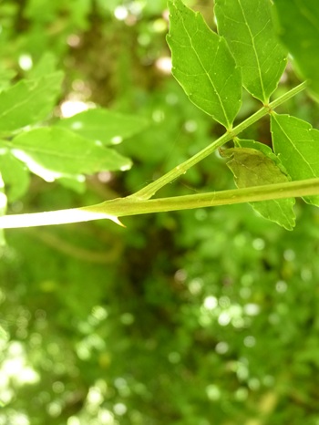 w004445oyama111-1