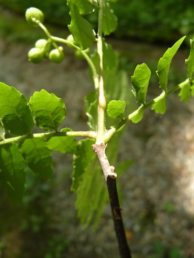 w004445oyama112