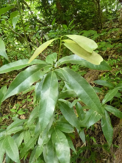 w004445oyama115
