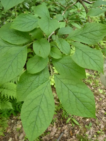 w004445oyama118-1