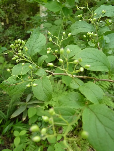 w004445oyama118