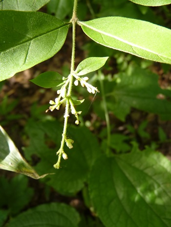 w004445oyama119-1