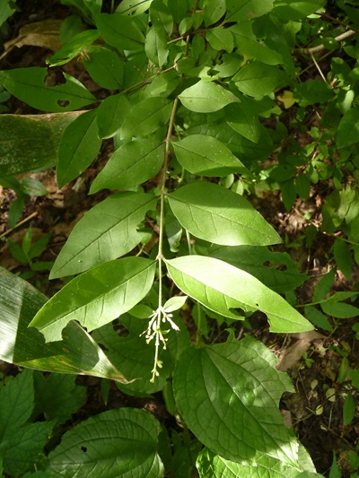 w004445oyama119