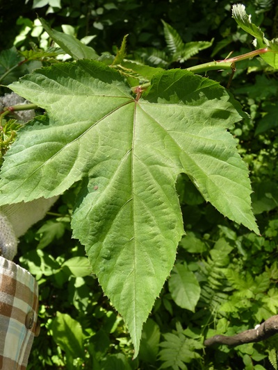 w004445oyama121