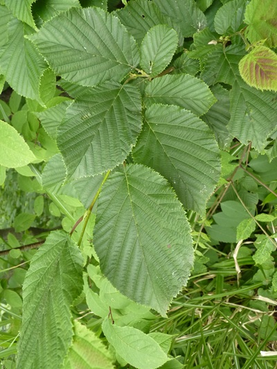 w004445oyama123