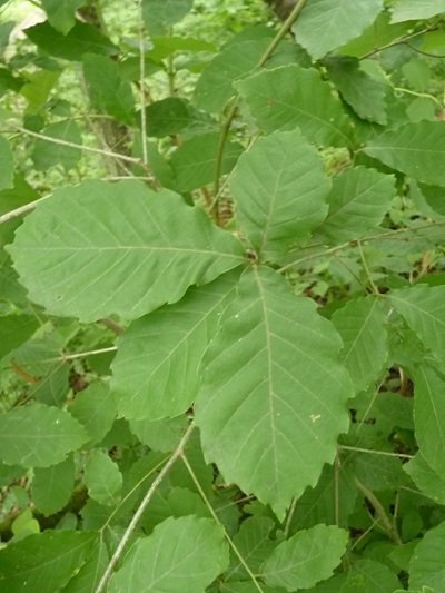 w004445oyama126