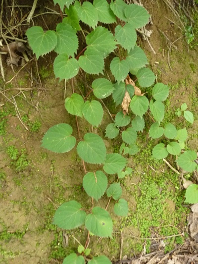 w004445oyama127