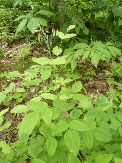 w004445oyama128