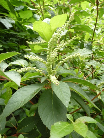 w004445oyama129