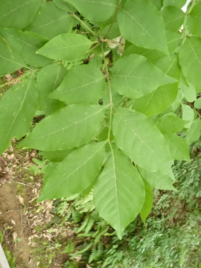 w004445oyama131