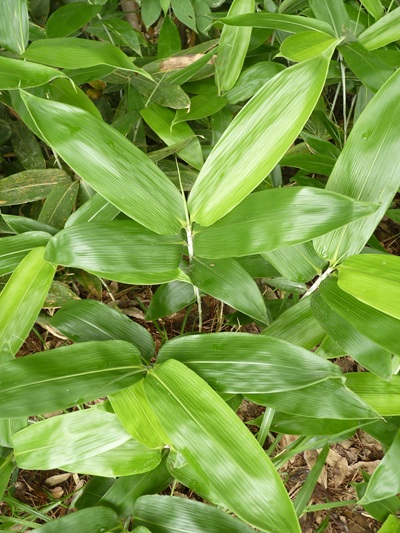 w004445oyama133
