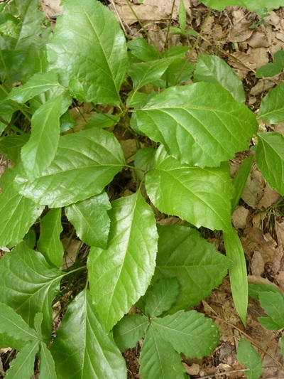 w004445oyama134