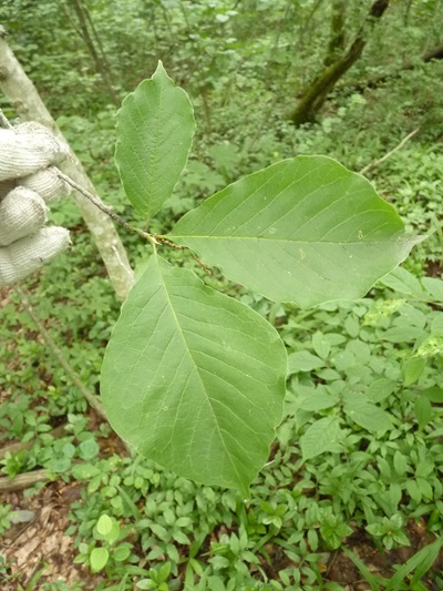 w004445oyama135