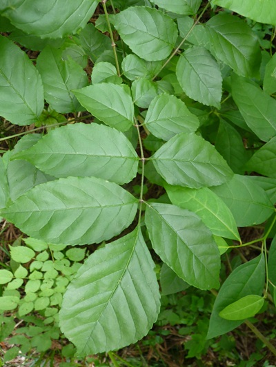 w004445oyama136