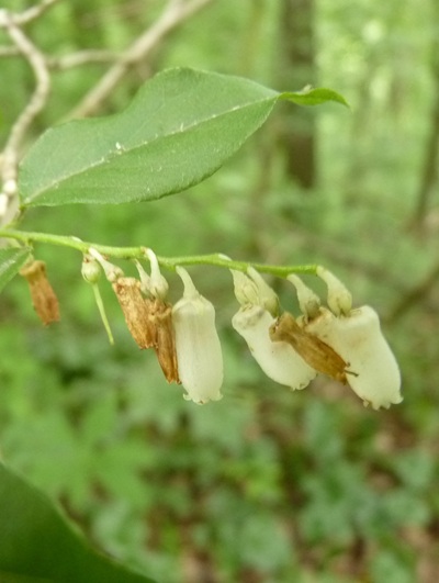 w004445oyama139