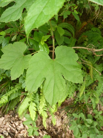 w004445oyama143