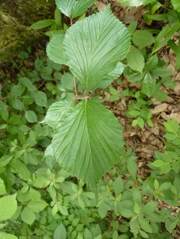 w004445oyama56-3
