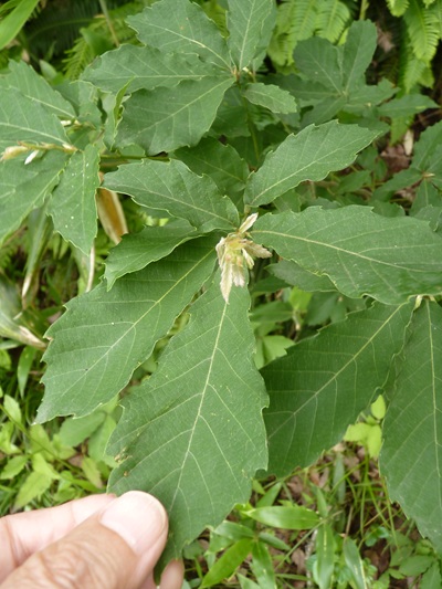 w004445oyama61