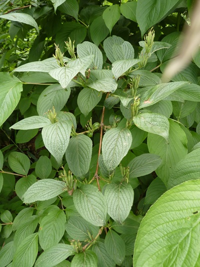 w004445oyama62