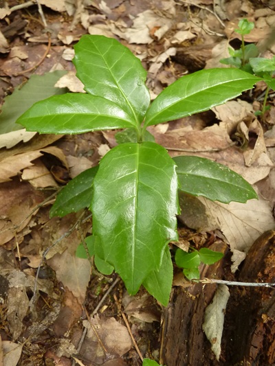 w004445oyama64