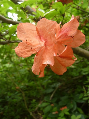 w004445oyama65-1