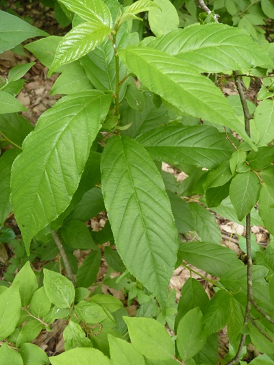 w004445oyama66
