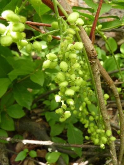 w004445oyama67