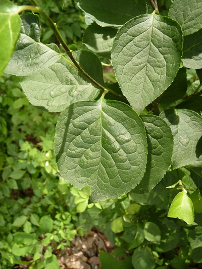 w004445oyama70
