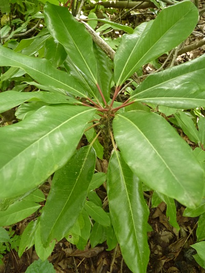 w004445oyama78