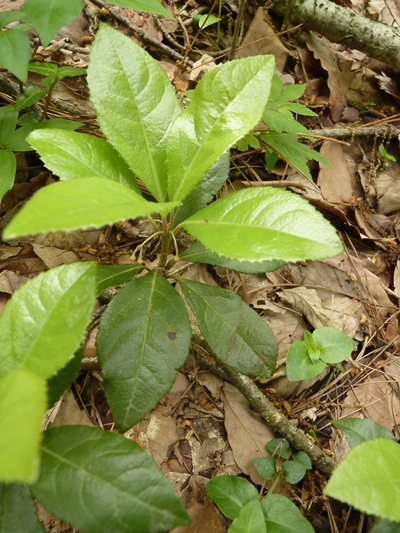 w004445oyama79