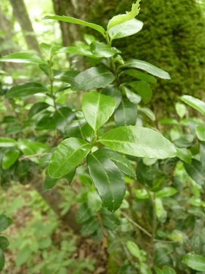 w004445oyama82